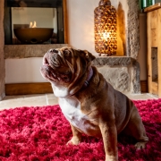 Dog-Friendly-Heather-Cottage Dog sat on rug in holiday cottage