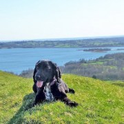 Dog in the foreground of carsington water park