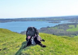 Dog in the foreground of carsington water park