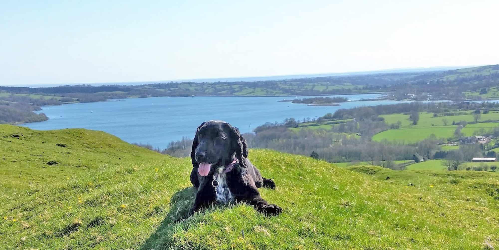 Dog in the foreground of carsington water park