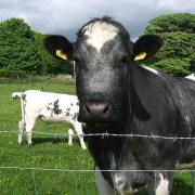 friendly cow in field