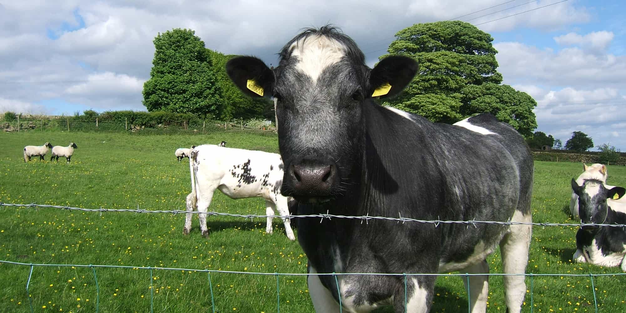 friendly cow in field